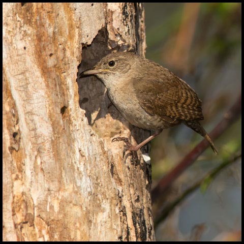 House Wren