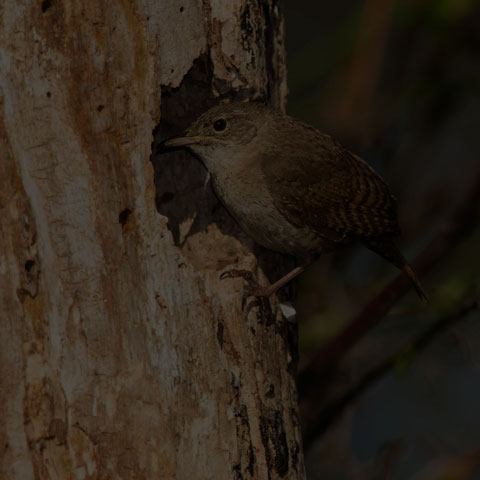 House Wren