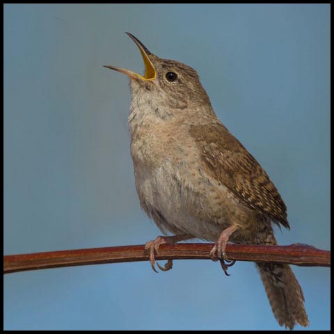 House Wren