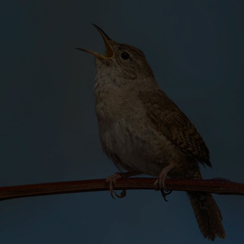 House Wren