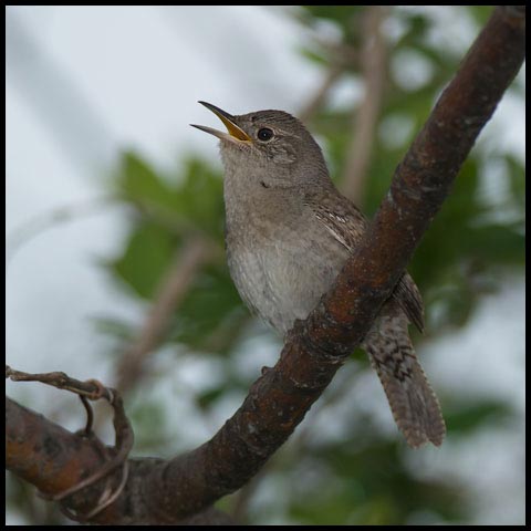 House Wren