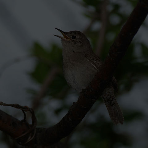 House Wren