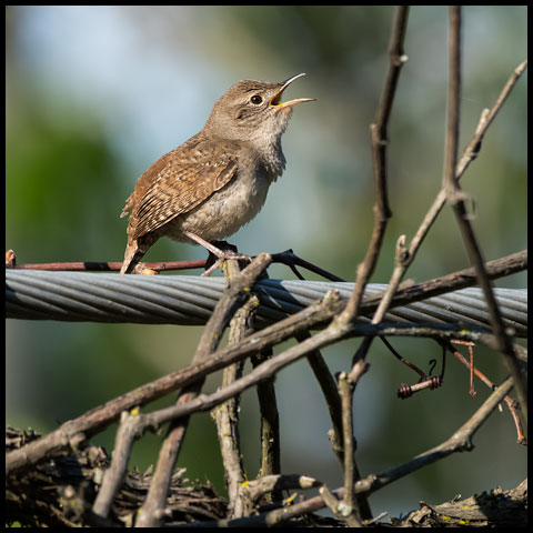 House Wren