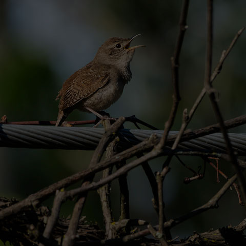 House Wren