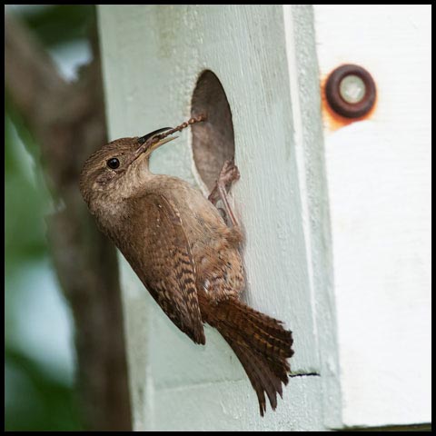 House Wren