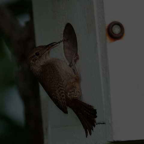 House Wren