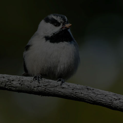 Mountain Chickadee