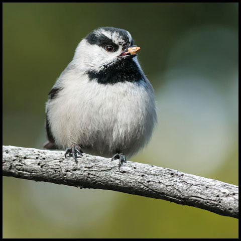 Mountain Chickadee