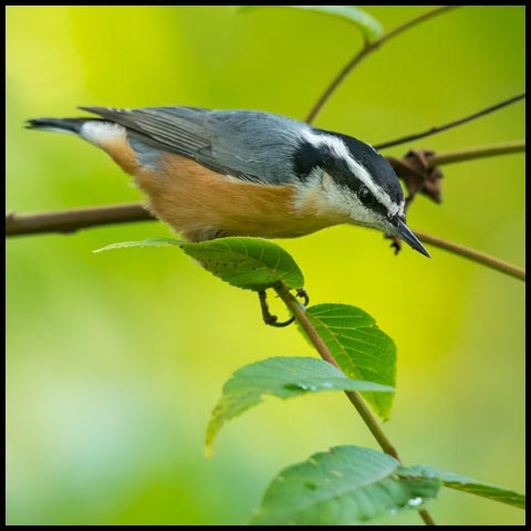 Red-breasted Nuthatch