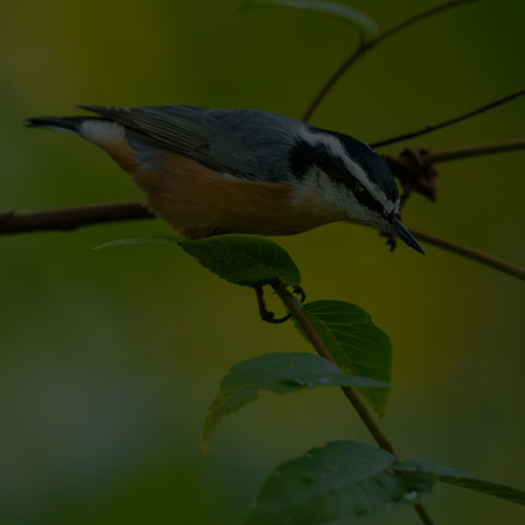 Red-breasted Nuthatch