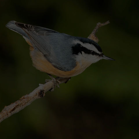 Red-breasted Nuthatch
