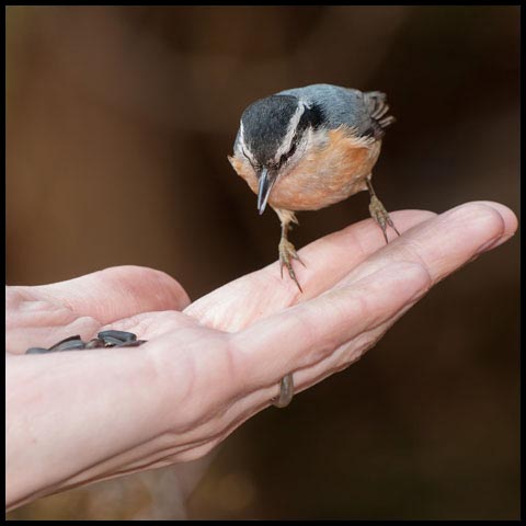 Red-breasted Nuthatch