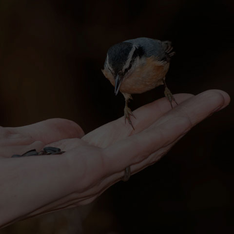 Red-breasted Nuthatch