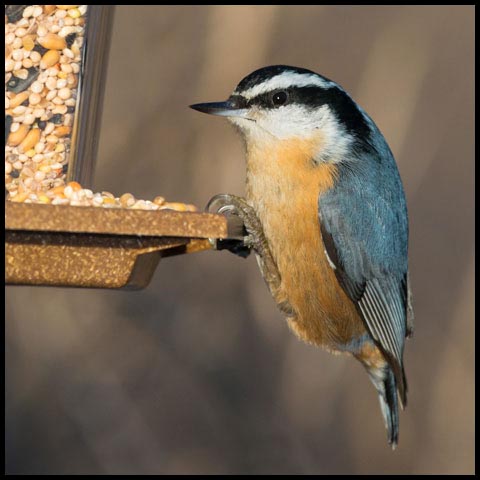 Red-breasted Nuthatch