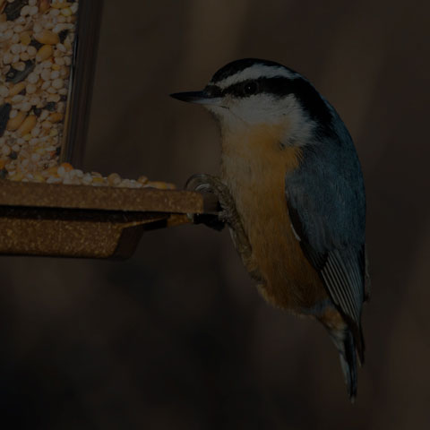 Red-breasted Nuthatch