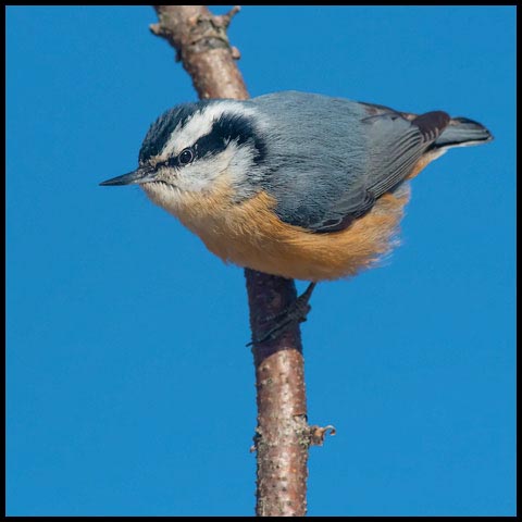 Red-breasted Nuthatch