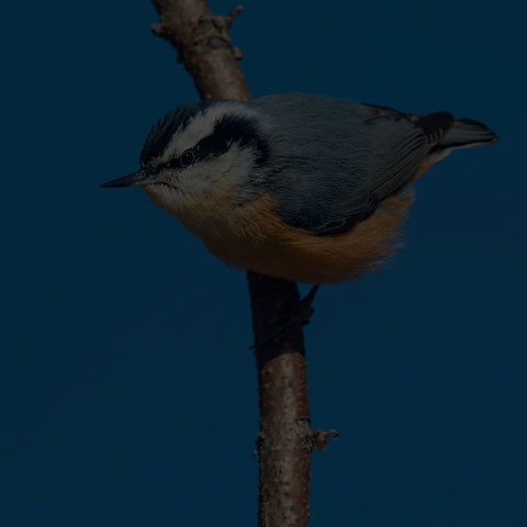 Red-breasted Nuthatch