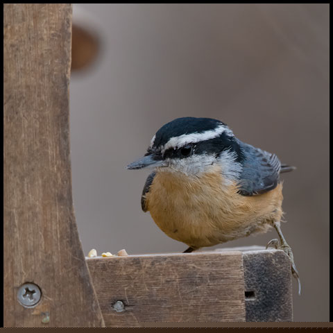 Red-breasted Nuthatch