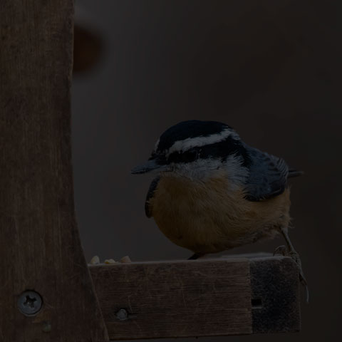 Red-breasted Nuthatch