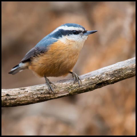 Red-breasted Nuthatch