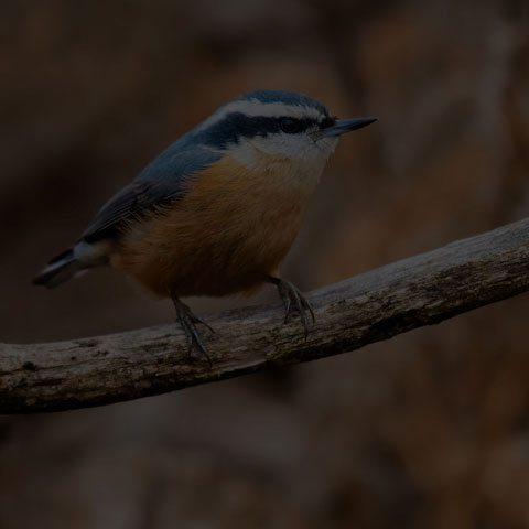 Red-breasted Nuthatch