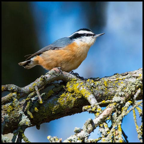 Red-breasted Nuthatch