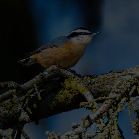 Red-breasted Nuthatch