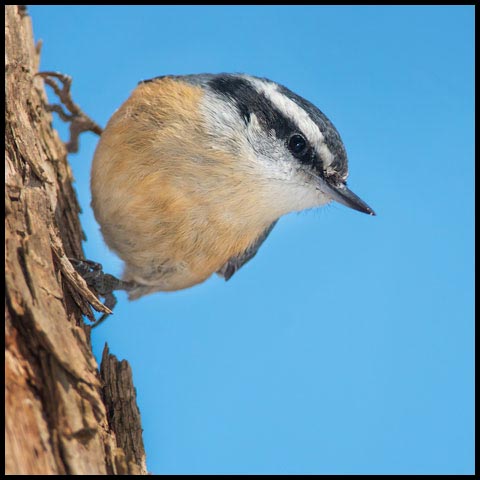 Red-breasted Nuthatch