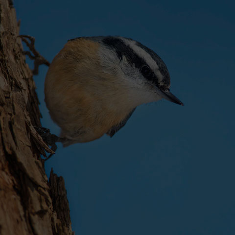 Red-breasted Nuthatch