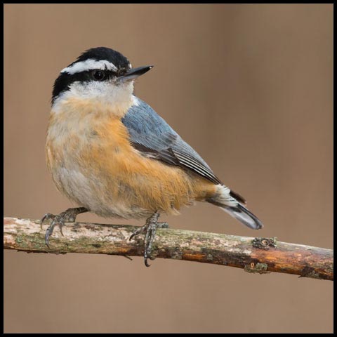 Red-breasted Nuthatch