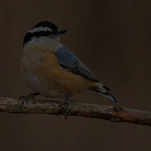 Red-breasted Nuthatch