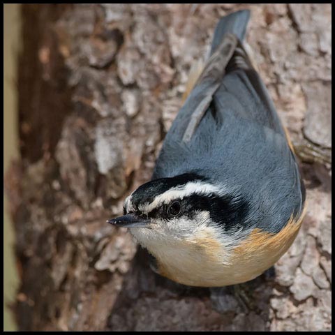 Red-breasted Nuthatch