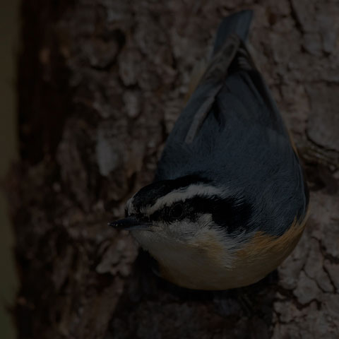 Red-breasted Nuthatch