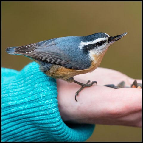 Red-breasted Nuthatch