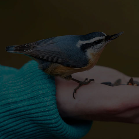 Red-breasted Nuthatch