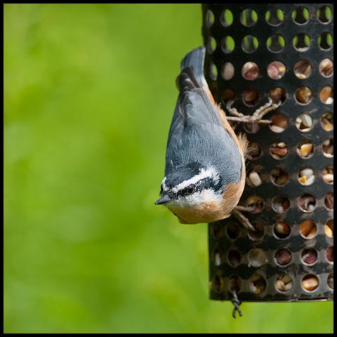 Red-breasted Nuthatch