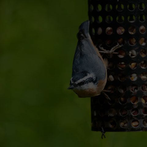 Red-breasted Nuthatch