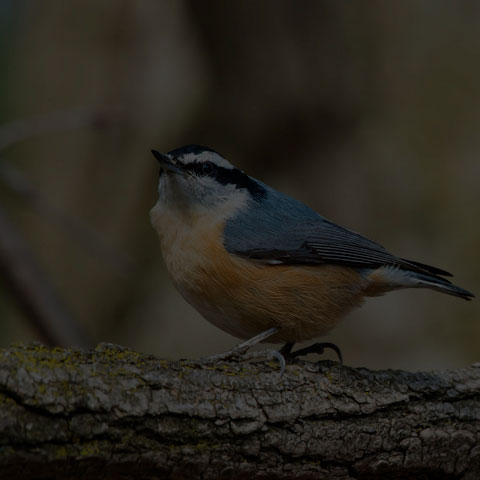 Red-breasted Nuthatch