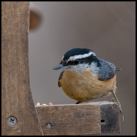 Red-breasted Nuthatch