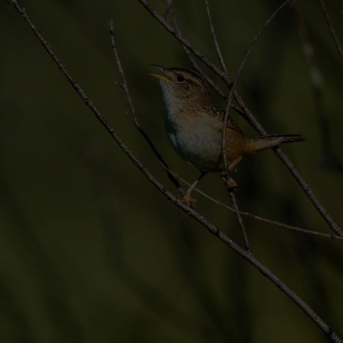 Sedge Wren