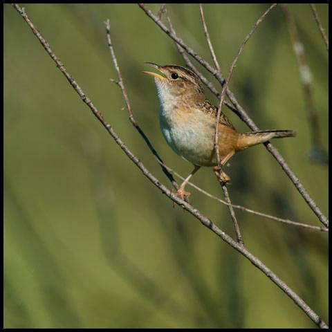 Sedge Wren