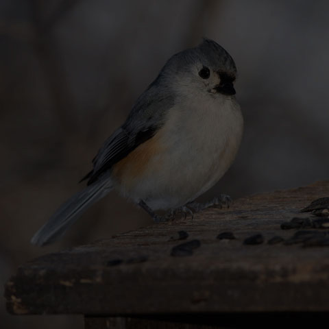 Tufted Titmouse