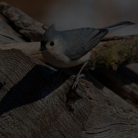 Tufted Titmouse
