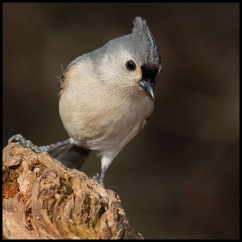 Tufted Titmouse