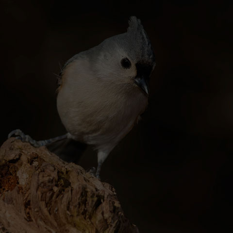 Tufted Titmouse