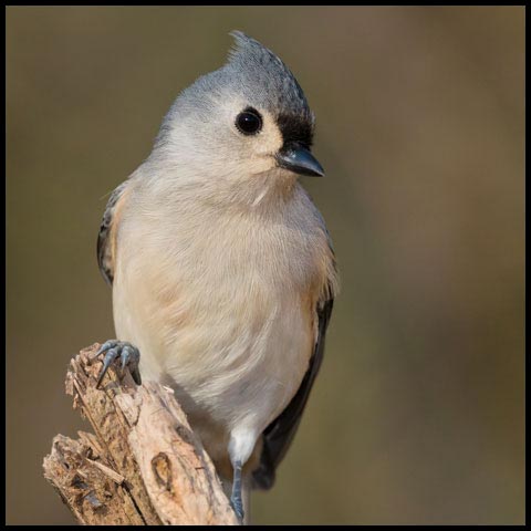 Tufted Titmouse