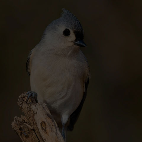 Tufted Titmouse
