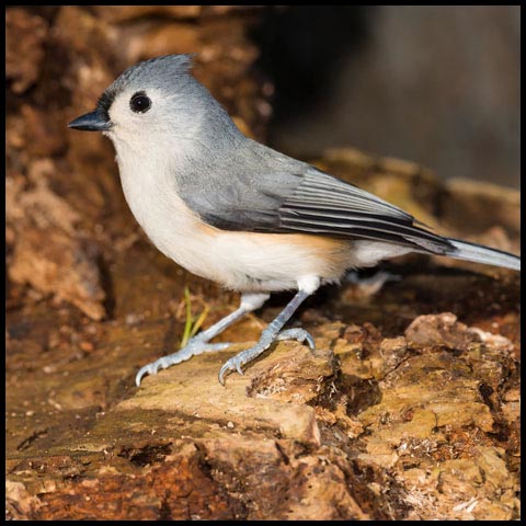Tufted Titmouse