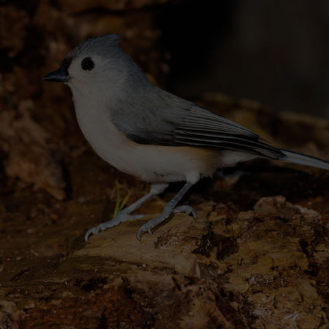 Tufted Titmouse