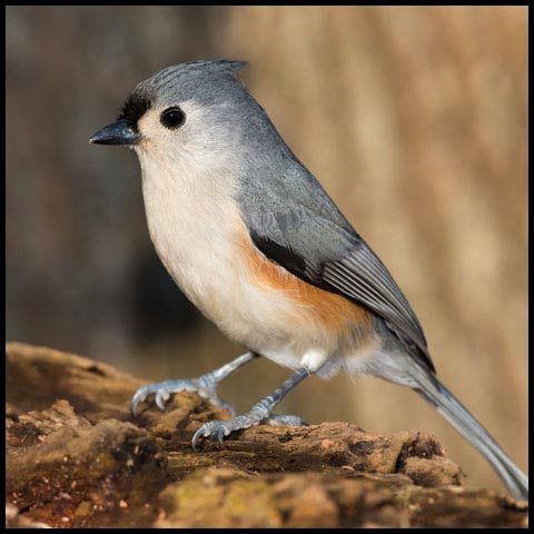 Tufted Titmouse